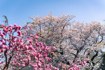 日本の春の風景　桜