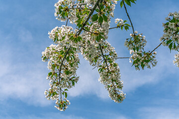 日本の春の風景　桜