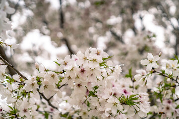 日本の春の風景　桜