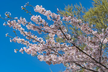 日本の春の風景　桜