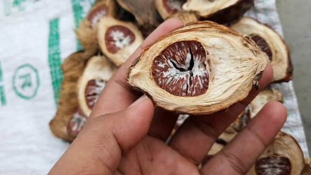 Close up of hand holding dried and split areca nut or pinang or Areca catechu. Traditional agricultural commodity from Indonesia. Herbal medicine, oral health, and natural industry raw material