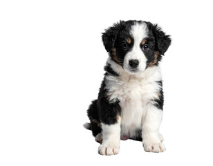 Australian shepherd puppy sitting with fluffy tri-color coat and attentive gaze