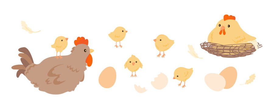 A family of domestic chickens. Chiks, rooster, hen in nest and eggs print. Limited palette vector illustration isolated on white.