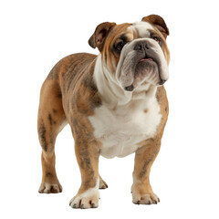 Fototapeta premium Playful Bulldog Posing for the Camera