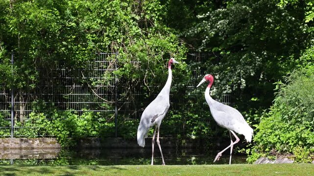The Sarus crane, Grus antigone is a large non-migratory crane found in parts of the Indian Subcontinent, Southeast Asia and Australia. 