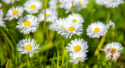 Fototapeta premium White small daisies blooming on grass background 