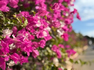 Naklejka premium Pink bougainvillea flowers blooming vibrantly with blurred green leaves and sky in background