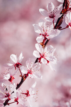 arbre fruitiers en fleurs. Fleurs roses sur un arbre printanier. Floraison d'un cerisier au printemps. Prunus en fleurs. Cerisier en fleurs au printemps