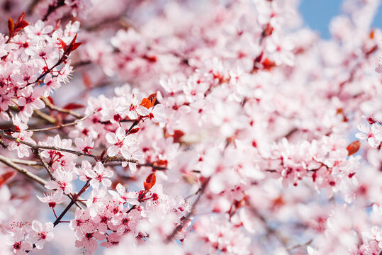 arbre fruitiers en fleurs. Fleurs roses sur un arbre printanier. Floraison d'un cerisier au printemps. Prunus en fleurs. Cerisier en fleurs au printemps