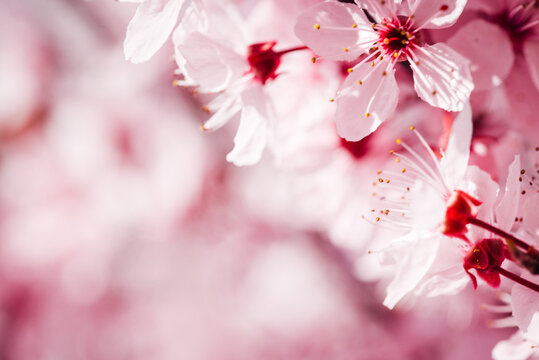 arbre fruitiers en fleurs. Fleurs roses sur un arbre printanier. Floraison d'un cerisier au printemps. Prunus en fleurs. Cerisier en fleurs au printemps