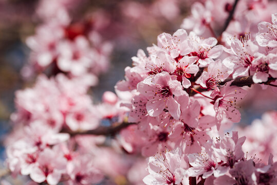 arbre fruitiers en fleurs. Fleurs roses sur un arbre printanier. Floraison d'un cerisier au printemps. Prunus en fleurs. Cerisier en fleurs au printemps