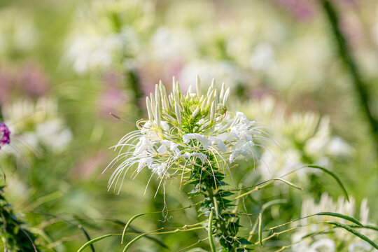 white Spiny Spider Flower or Cleome Hassleriana flowers. beautiful scenery.