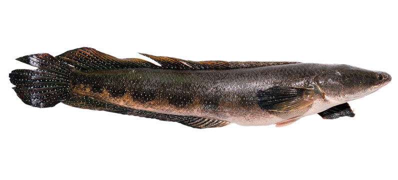 Big size snakehead fish (channa striata) on white background closeup. channa striata freshwater fish
