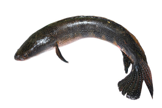 Big size snakehead fish (channa striata) on white background closeup. channa striata freshwater fish
