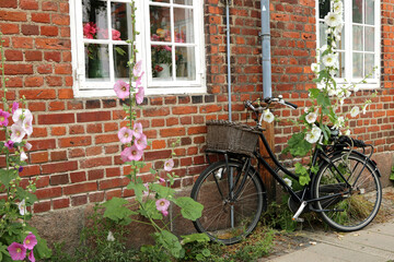 Bicycle with a basket in the city. Parking, sidewalk, ornamental mallows (plant).
