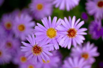 Obraz premium purple and white daisies