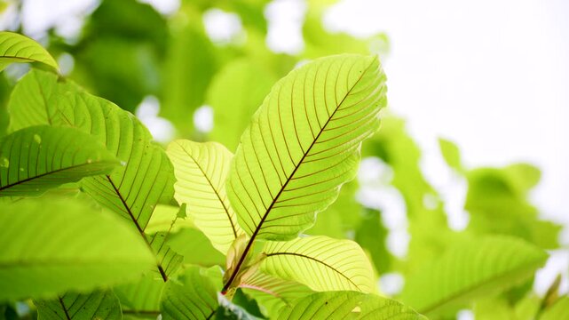 Kratom leaves Kratom sapling (Mitragyna speciose) green Is a type of drug. are a traditional herbal medicine for locals in Thailand.