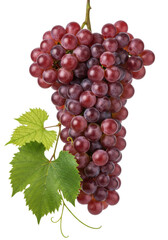 Fototapeta premium A lavish bunch of ripe red wine grapes with green leaves and tendrils isolated on a transparent background. Concept of viticulture and natural harvest