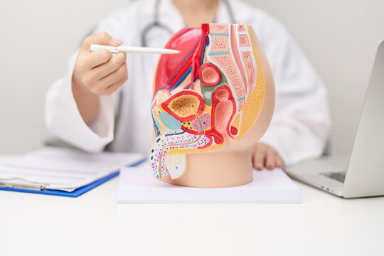 Doctor with Male Reproductive System anatomy model. Male consultation, Prostate Cancer, Enlarged prostate, Prostatitis disease, Male Infertility, Erectile dysfunction, Penis and Male genital disorder