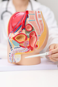 Doctor with Male Reproductive System anatomy model. Male consultation, Prostate Cancer, Enlarged prostate, Prostatitis disease, Male Infertility, Erectile dysfunction, Penis and Male genital disorder