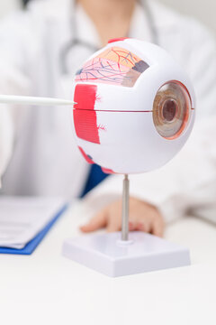 Doctor with human Eye anatomy model with magnifying glass. Eye disease, Refractive Errors, Age Related Macular Degeneration, Cataract, Diabetic Retinopathy, Glaucoma, Amblyopia, Strabismus and Health