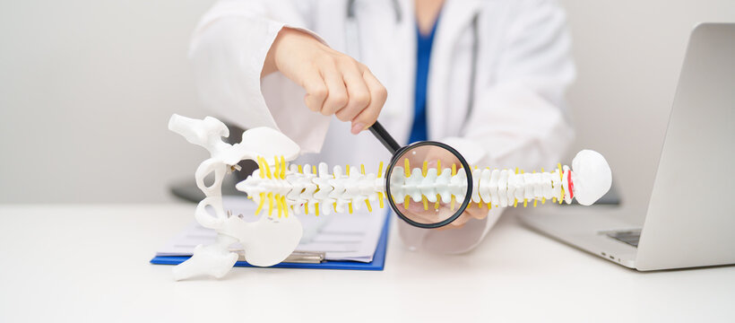 Doctor with human Spine anatomy model. Spinal Cord Disorder and disease, Back pain, Lumbar, Sacral pelvis, Cervical neck, Thoracic, Coccyx, Orthopedist, chiropractic, Office Syndrome and health