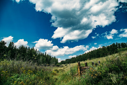 Colorado Meadow with large white clouds in the distance
