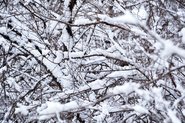 Snow blankets branches in a serene winter landscape