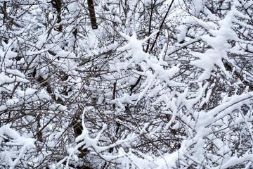 Winter landscape adorned with soft, fluffy snow on bare branches