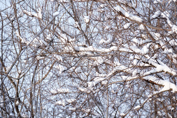 Winter branches draped in delicate layers of fresh snow