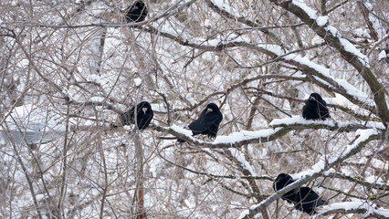 Crows perched on snowy branches in a winter wonderland scene