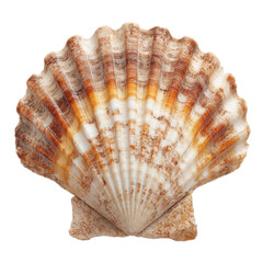 Fototapeta premium Unique Fluted Brown Scallop Shell Captured in Detail PNG on Transparent Background