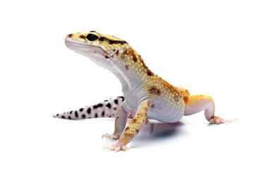 Naklejka premium Eublepharis macularius red stripe closeup on isolated background, Leopard gecko 