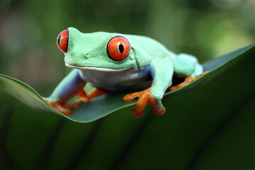 Red-eyed tree frog closeup on green leaves, Red-eyed tree frog (Agalychnis callidryas) closeup on branch