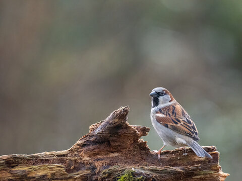 Haussperling, Passer domesticus