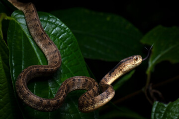 Fototapeta premium Keeled slug snake (Pareas carinatus) resting on large green leaf, The keeled snail snake (Pareas carinatus) on a green leaf is stalking its prey