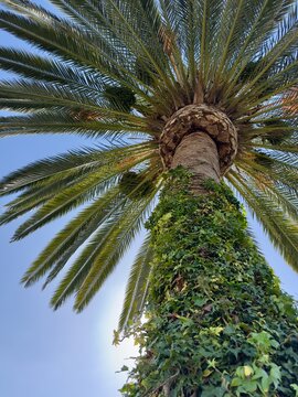 Looking up at the underside of a palm tree with invasive ivy climbing its trunk in San Marcos.