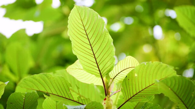 Kratom leaves Kratom sapling (Mitragyna speciose) green Is a type of drug. are a traditional herbal medicine for locals in Thailand.