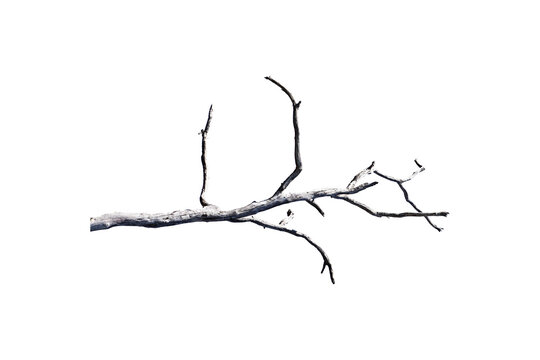 Natural branch, single branch, tree branch