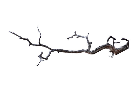 Natural branch, single branch, tree branch