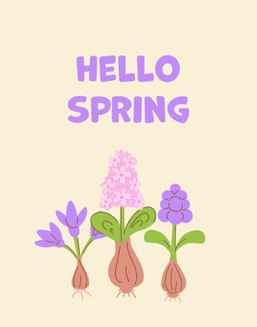 Spring flowers with bulbs and Hello Spring text. Flat hand draw vector illustration in pastel colors