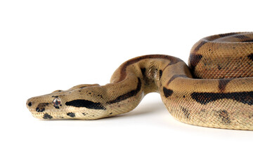 Fototapeta premium Boa constrictor imperator closeup head on isolated background, Boa constrictor imperator snake on white background