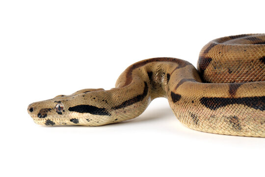 Boa constrictor imperator closeup head on isolated background, Boa constrictor imperator snake on white background
