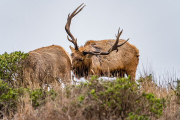 Male Elk Sniffing Female Elk in Natural Habitat in Foggy Point Reyes, California