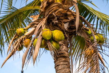 Close-Up of Coconut Palm Tree with Ripe Coconuts in Florida