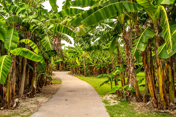 Tropical Banana Grove Path in Florida Spice Park