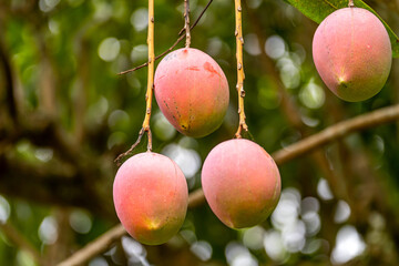 Close-Up of Coconut Palm Tree with Ripe Coconuts in Florida