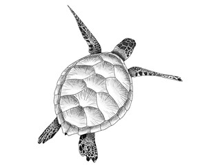 Graphite animal sketch, turtle, sea ​​turtle, shell, no background, digital, ocean, oviparous, aquatic, water, PNG, Black and white, pencil, cute, realistic, backgroundless © Alicia