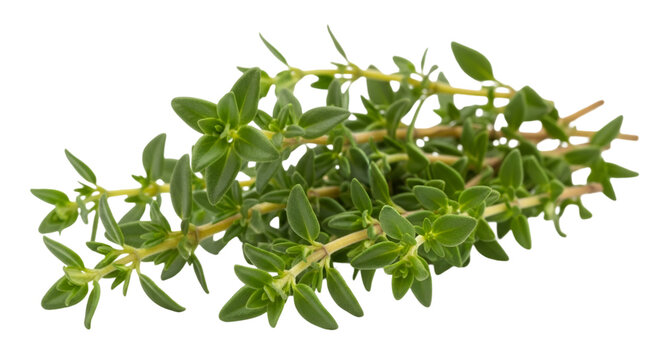 herbs thyme fresh green leaves plant herb culinary aromatic seasoning spice cooking food flavor fragrance garden growing healthy eating recipe kitchen organic natural botany leafy