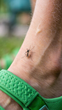 Mosquito on human skin with green sandals, Aedes mosquito vector close-up, chikungunya virus carrier, tropical disease transmission, public health concern, insect bite prevention